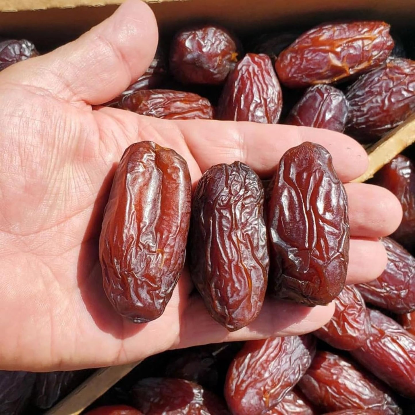 Dharitri Super Jumbo Medjool Dates